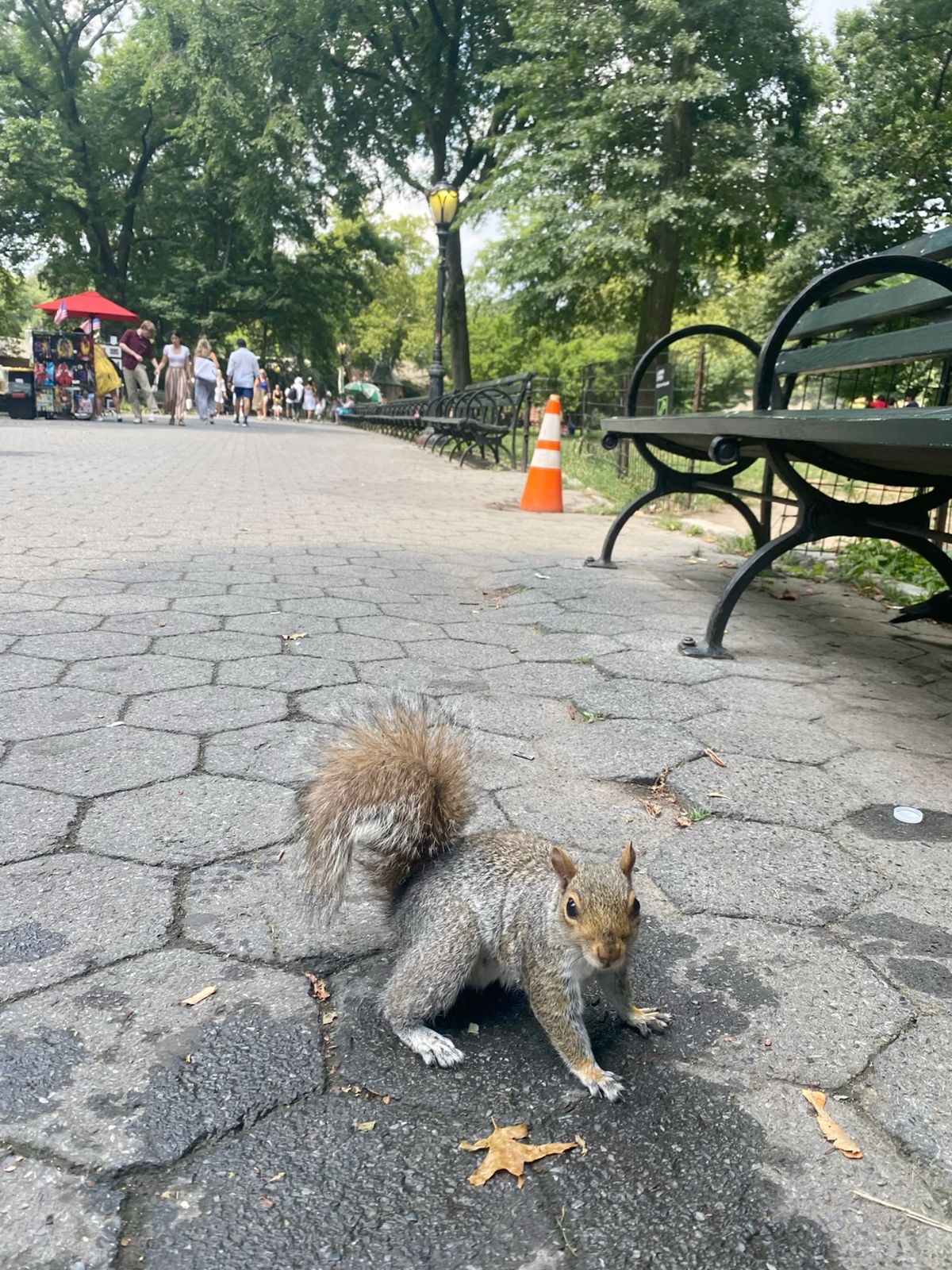Central Park scenery
